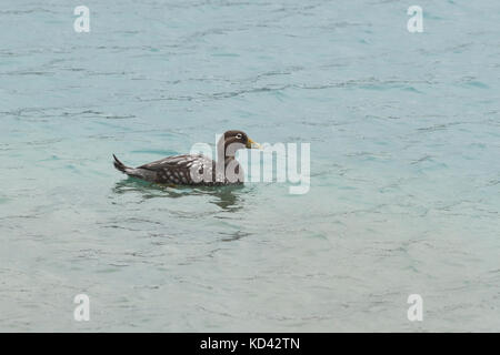 A Flying Steamer-Duck (Tachyeres patachonicus) at Lake Pehoe in Torres del Paine, Chile Stock Photo