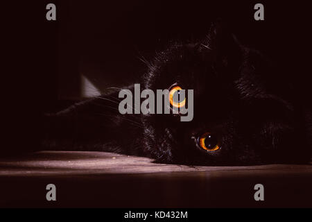 black cat lies on a roll in the darkness Stock Photo