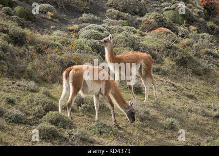 Two Guanacos from Torres del Paine National Park, Chile Stock Photo