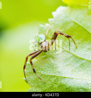 Misumena Vatia Goldenrod Crab Spider Male Insect on Green Leaf Stock Photo
