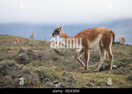 A Guanaco from Torres del Paine National Park, Chile Stock Photo