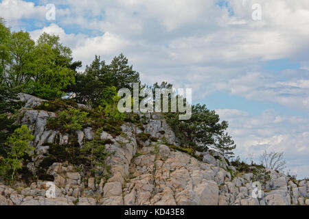 Trees on a rocky mountain slope,  detail of Norwegian mountain landscape Stock Photo