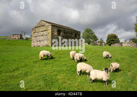Sheep in a field beside a traditional stone barn in the village of Keld, Yorkshire Dales, England. Stock Photo