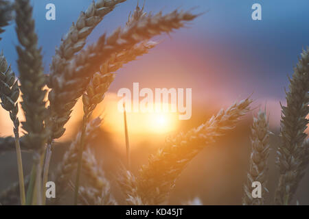 Dry Foxtail grass seed between fingers of a white dog Stock Photo