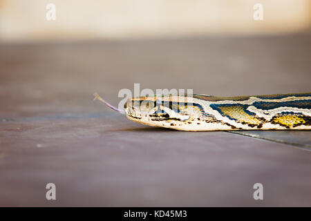 Python molurus, Burmese Python).Copyspace available. Stock Photo