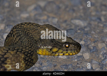 While making our way out of the Bald Knob Wildlife Refuge we came across a 4ft Diamond Back Water Snake (non-venomous)  slithering across the road. Ba Stock Photo