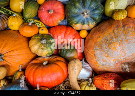 Assorted colourful pumpkins, squashes and gourds Stock Photo