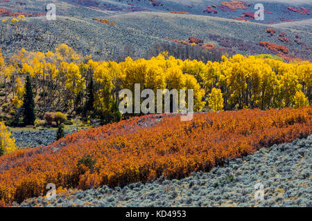 Scrub oak & Aspen Trees turn red & gold in autumn; San Luis Valley; Colorado; USA Stock Photo