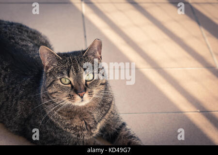 Cat lying on a balcony, posing to a photo Stock Photo