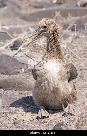 Baby Galapagos Albatross sitting in a Nesting Ground on Espanola Island in the Galapagos Stock Photo