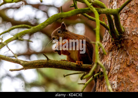 Red Squirrel sitting on a branch eating a nut at Formby Red Squirrel Reserve, Formby, Merseyside, U.K. 2017. Stock Photo