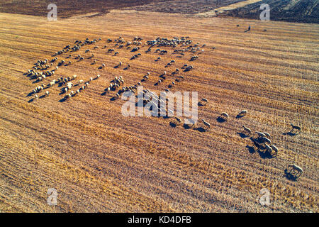 Aerial view of herd of domestic sheeps at autumn agricultural field in Bulgaria Stock Photo