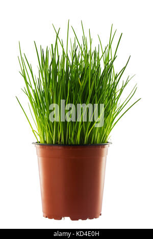 Wild onion in a brown flower pot isolated on white background Stock Photo