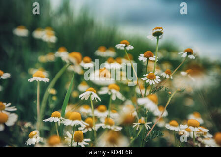 White camomiles on blue sky background Stock Photo