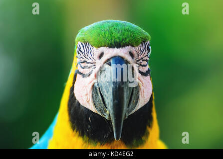 Blue-and-yellow macaw known as Arara-caninde in Brazil. Front view of a Macaw with blue wings and yellow belly. Beautiful wild animal from Pantanal, B Stock Photo