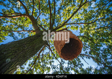 Large beehive house on a tree in the forest. Stock Photo