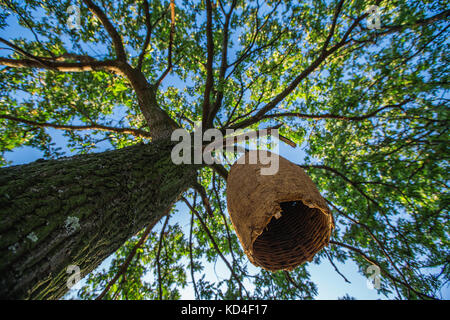 Large beehive house on a tree in the forest Stock Photo