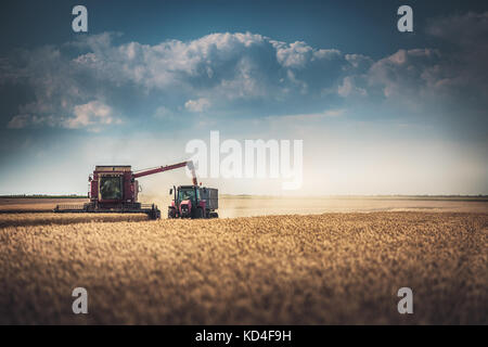 Combine harvester agriculture machine harvesting golden ripe wheat field Stock Photo