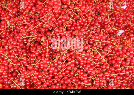 Freshly picked red currant berries Stock Photo