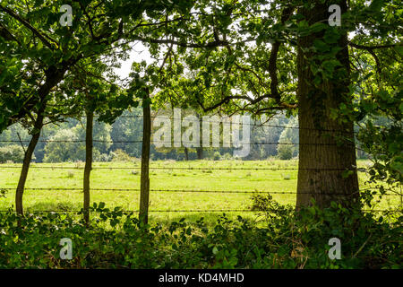 A rusty barbed wire fence with wooden posts surrounding a green meadow planted with trees in the french countryside. Stock Photo