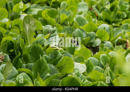 Close up view of a green beautiful nursery of plants in the urban garden. Stock Photo