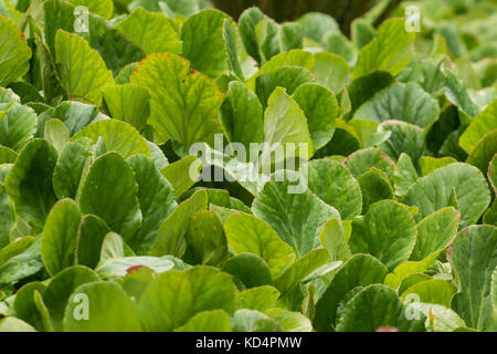 Close up view of a green beautiful nursery of plants in the urban garden. Stock Photo