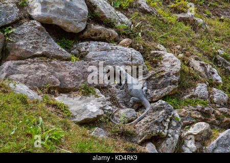 Xunantunich Mayan ruins in Belize Stock Photo