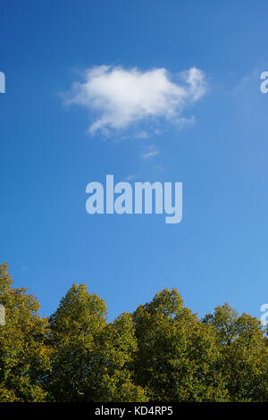 treetops and sky on a sunny day Stock Photo