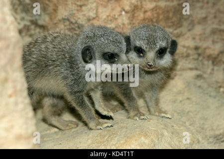 Baby Meerkats Stock Photo