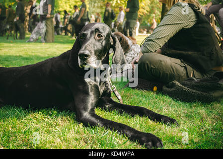An owner holding his dog on a leash. It is a brown hunting hunting german shorthaired pointer, or kurzhaar. Stock Photo