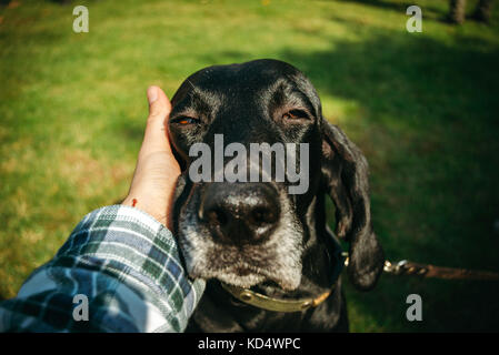 An owner holding his dog on a leash. It is a brown hunting hunting german shorthaired pointer, or kurzhaar. Stock Photo