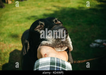 An owner holding his dog on a leash. It is a brown hunting hunting german shorthaired pointer, or kurzhaar. Stock Photo