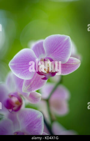 Close up of white orchid flowers on grey background Stock Photo - Alamy