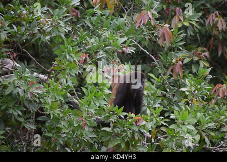 Male Mantled Howler Monkey, Alouatta palliata, Tortuguero National Park, Costa Rica, Central America Stock Photo