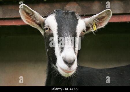 Face Of A Black Alpine She Goat Stock Photo