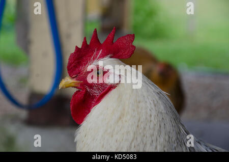 White rooster close up from the side, Maine, USA Stock Photo