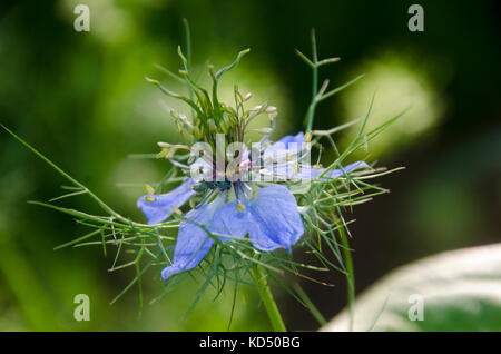 Blue flower, Nigella, or Persian Jewel, close up, Maine, USA Stock Photo