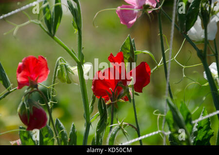 Pea flowers blossoms on vine climbing up fence in Community garden, Maine, USA Stock Photo