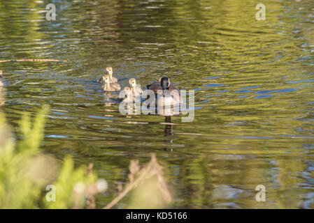 Female Goose with Goslings Stock Photo