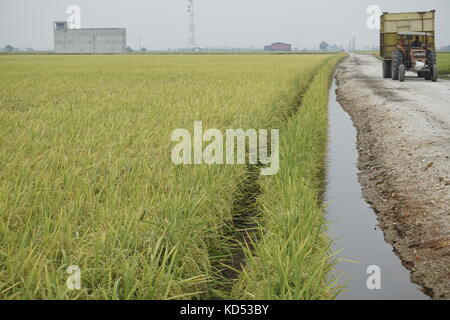 rice paddy field at Sekinchan, Selangor, Malaysia Stock Photo