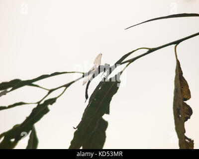 silhouette of dragonfly resting perched on leaf of branch close up; england; uk winter Stock Photo