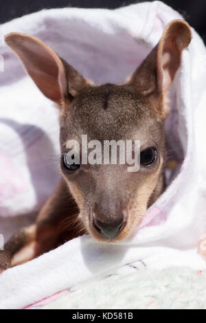 Orphaned male Swamp Wallaby joey (Wallabia bicolor) approx. 5 months old resting in artificial pouch. Eungella. New South Wales. Australia. Stock Photo
