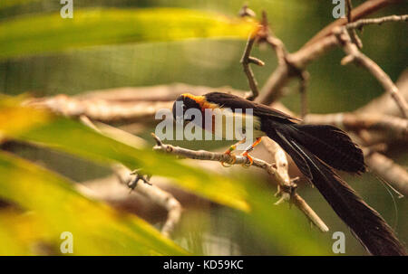 Male long-tailed paradise-whydah bird Vidua paradisaea has a red chest and is found in the woodlands of Africa Stock Photo