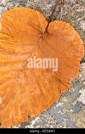 colorful orange beech leaf on dried leaves skeletons background Stock Photo