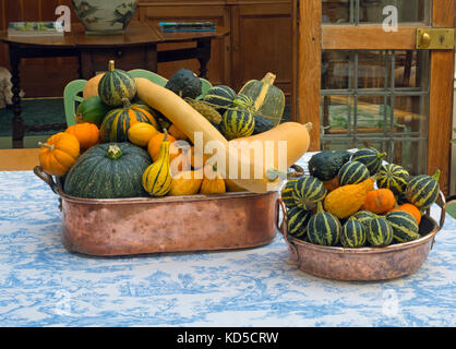 Mixed squashes on display autumn fruits from the garden Stock Photo