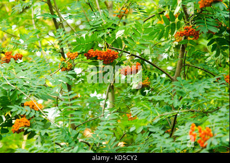 Ripe rowan fruits on the tree Stock Photo