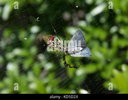 A silk spide hunting moths. Stock Photo