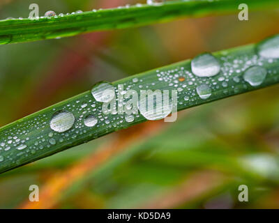 Rain drops on grass after autumn shower Stock Photo