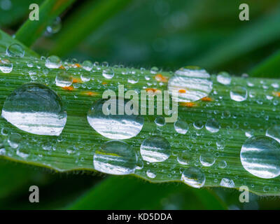 Rain drops on grass after autumn shower Stock Photo