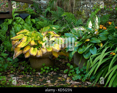 Autumn wilting and colourful Hostas in a less than pristine Nidderdale garden at 900ft. North Yorkshire. Stock Photo